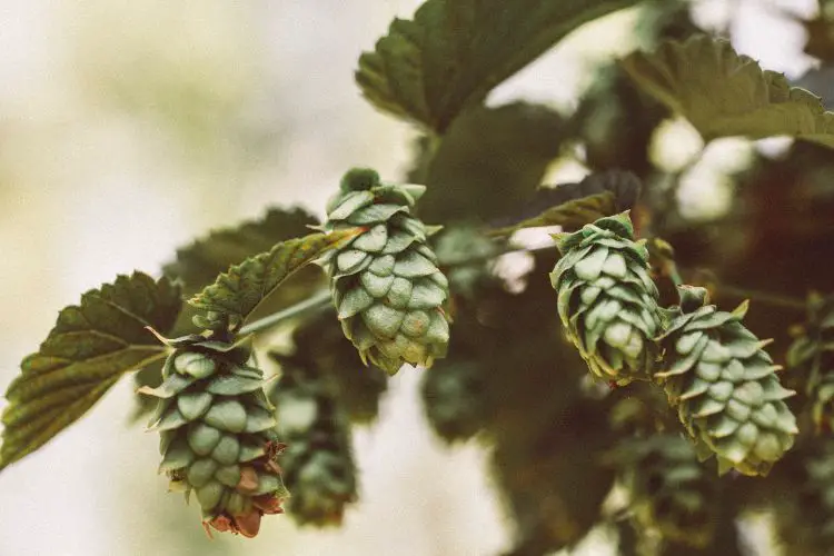 Growing Hops.
