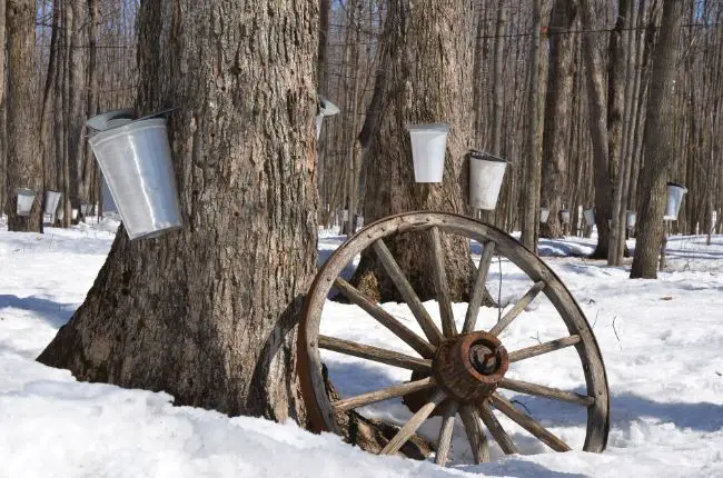 Making Maple Wine 