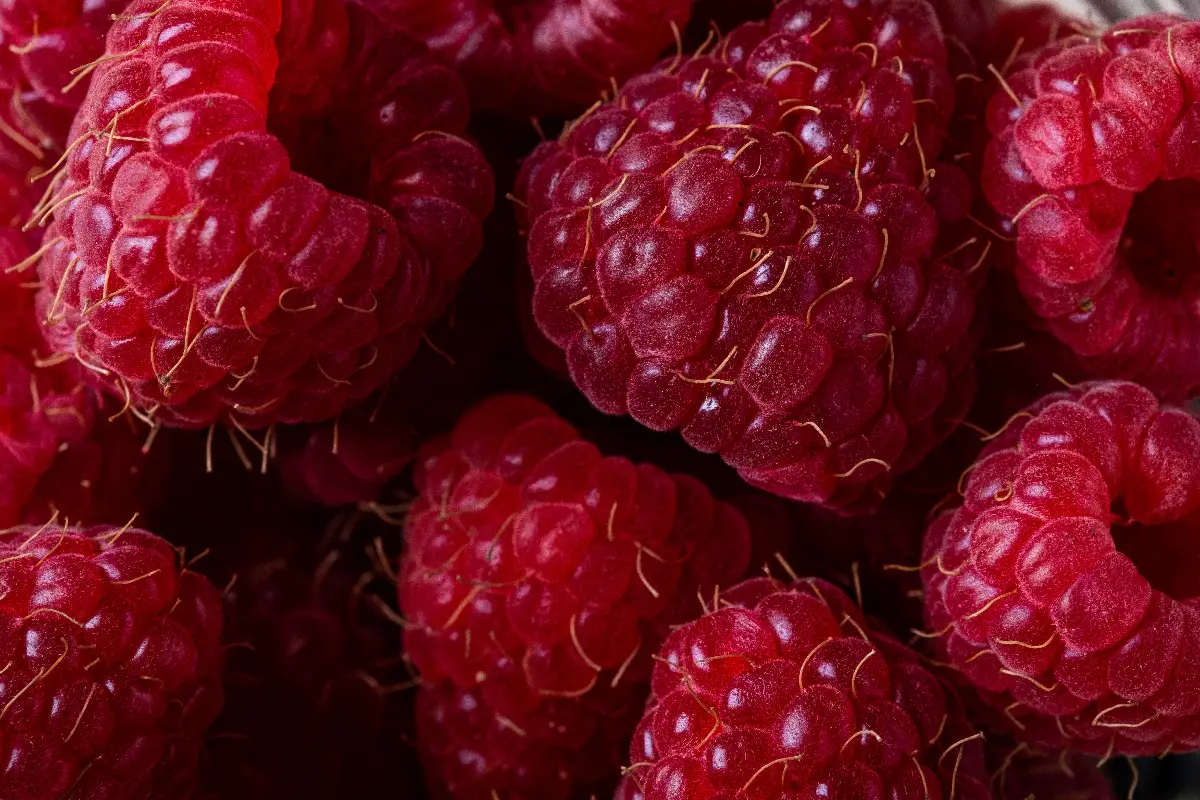 raspberry sour recipe